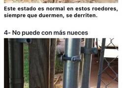 Enlace a Animales con la capacidad de derretirse