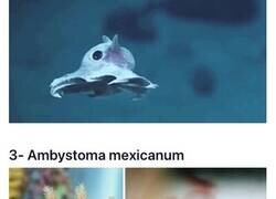 Enlace a Crías de animales extraños que posiblemente no hayas visto antes