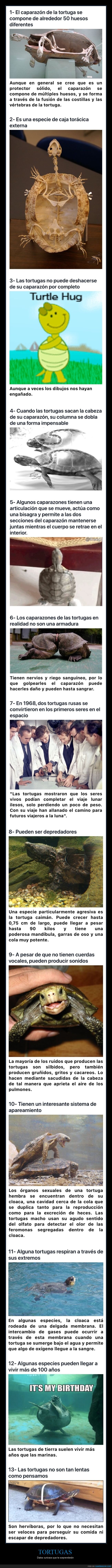 tortugas,curiosidades