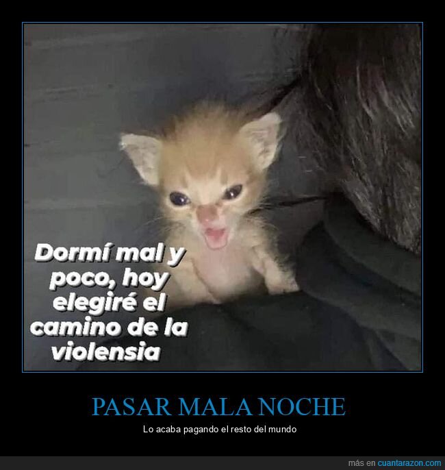 dormir,mal,violencia,gato