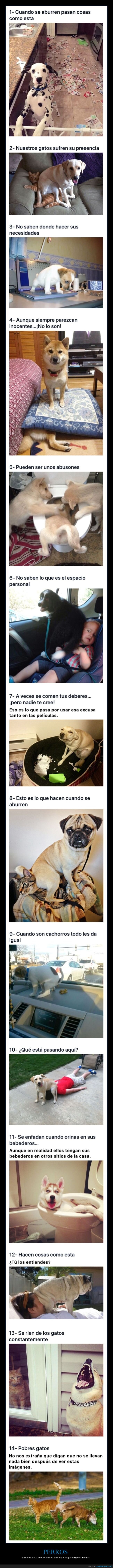 perros,fails