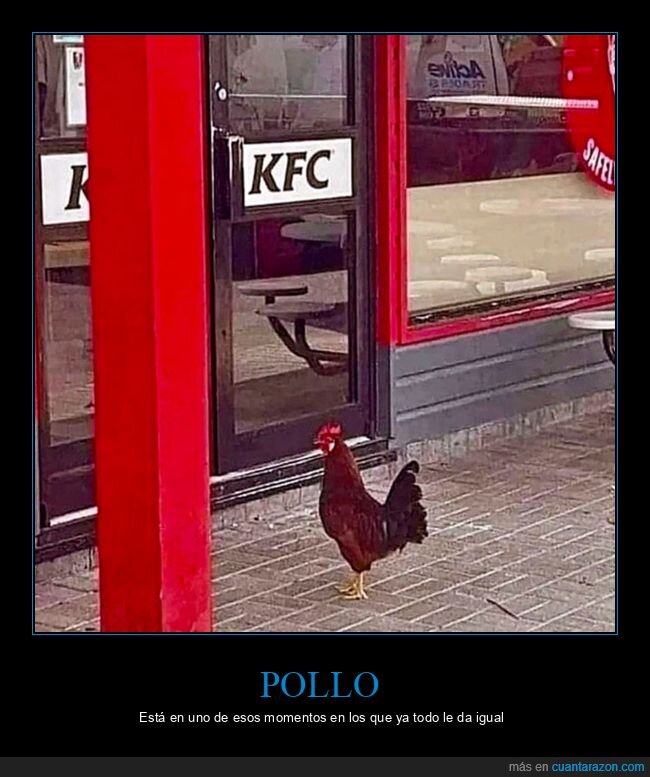 kfc,pollo,wtf