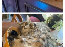 Enlace a Este hombre abrió un pub y empezó a acoger gatos callejeros: así nació el primer pub de gatos de Bristol