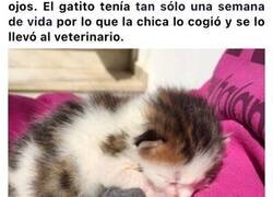 Enlace a Encontró un gatito llorando dentro de un contenedor pero no sabía lo extraño y valioso que era