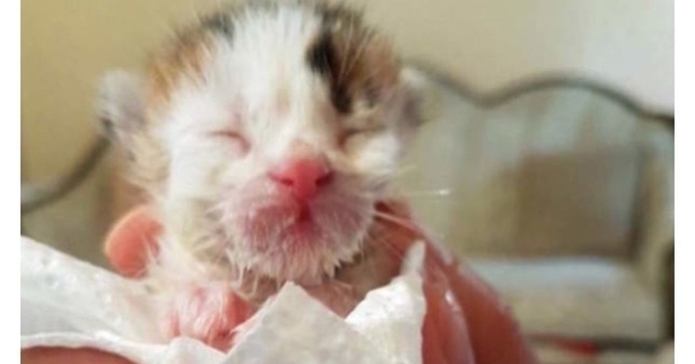 gatito llorando