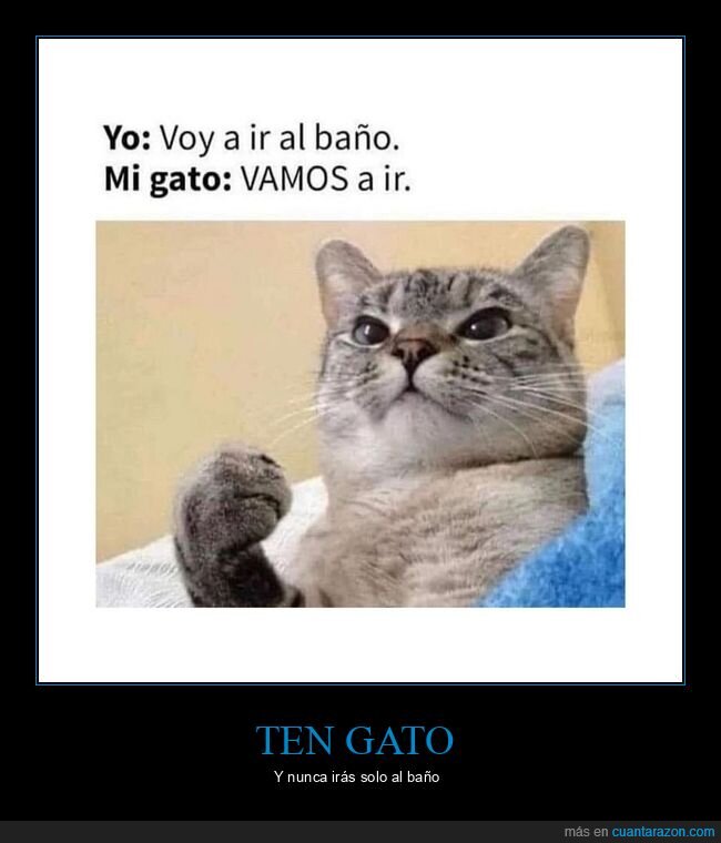 aseo,gato