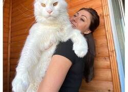 Enlace a Conoce a Kefir, el gatito Maine Coon que pesa más de 12 kilos y sigue creciendo