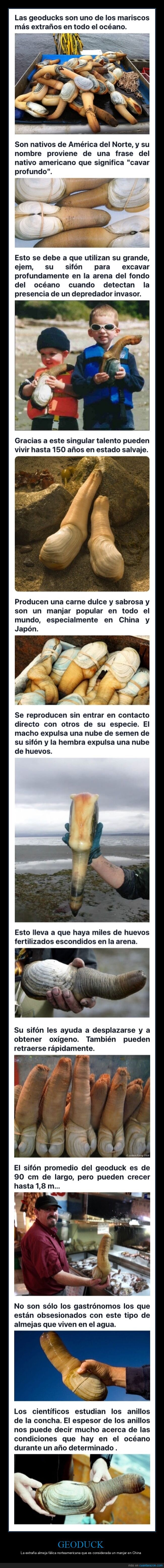 geoducks,curiosidades