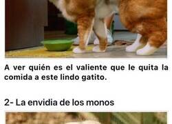 Enlace a Los animales más musculados del planeta