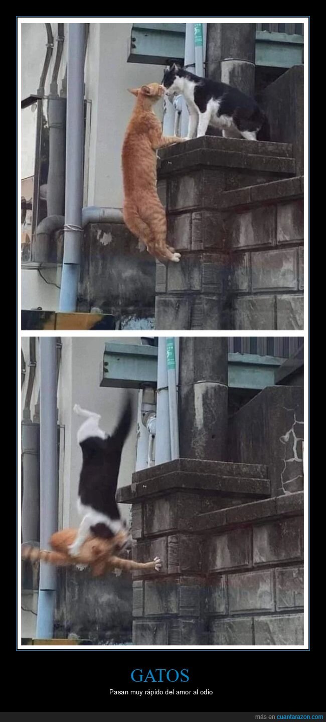 beso,gatos,pelea
