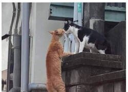 Enlace a Amor y odio gatuno