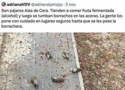 Enlace a Durmiendo la mona