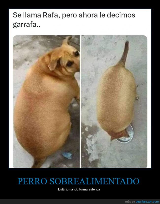 perro,gordo