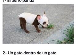 Enlace a Animales únicos con asombrosas marcas