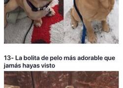 Enlace a Perros demasiados buenos y adorables como para ser reales