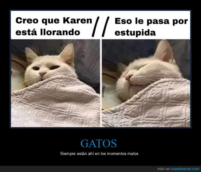 gatos,llorando