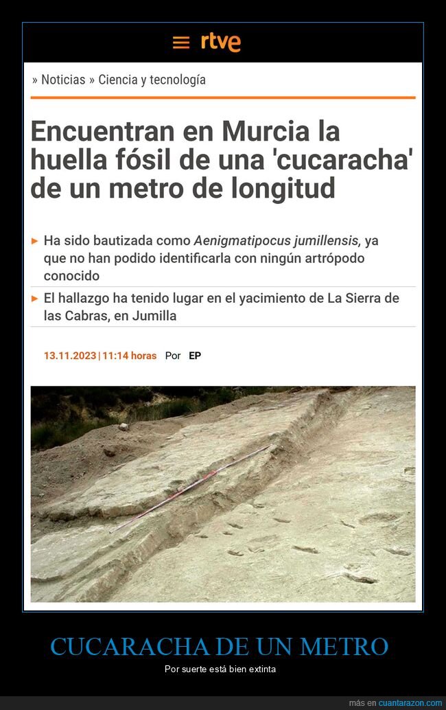 fósil,cucaracha,longitud