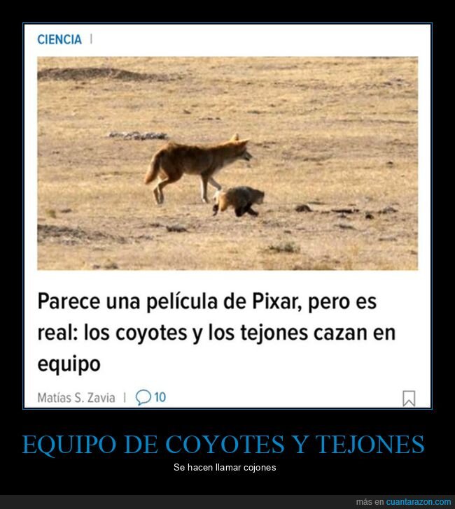 coyotes,tejones,equipo,cazar