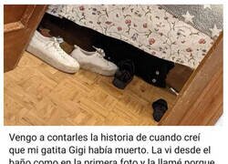 Enlace a ¿Qué le pasa a la gata?