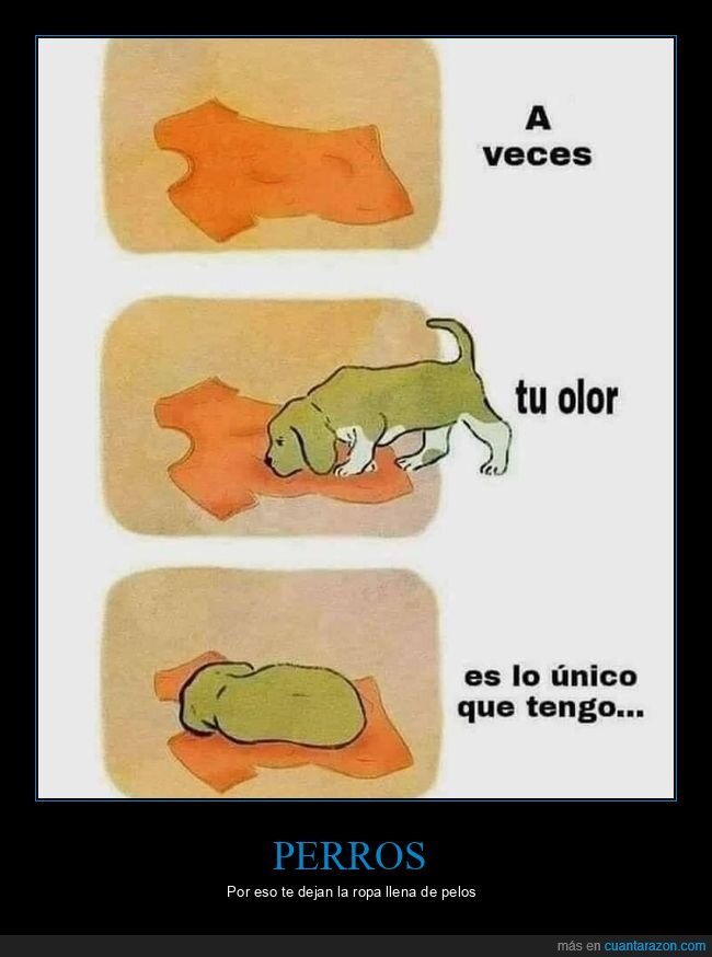 perro,olor,ropa