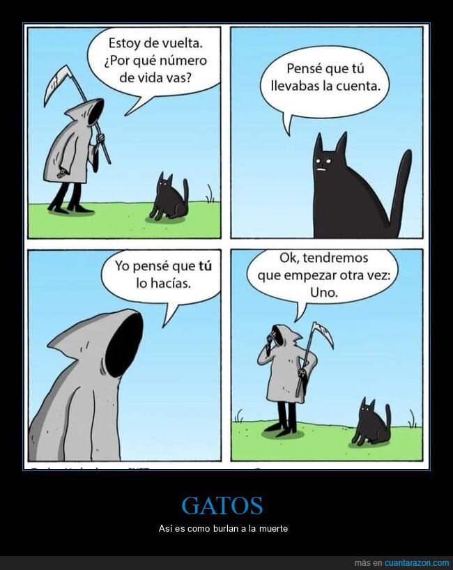 gato,vidas,la muerte