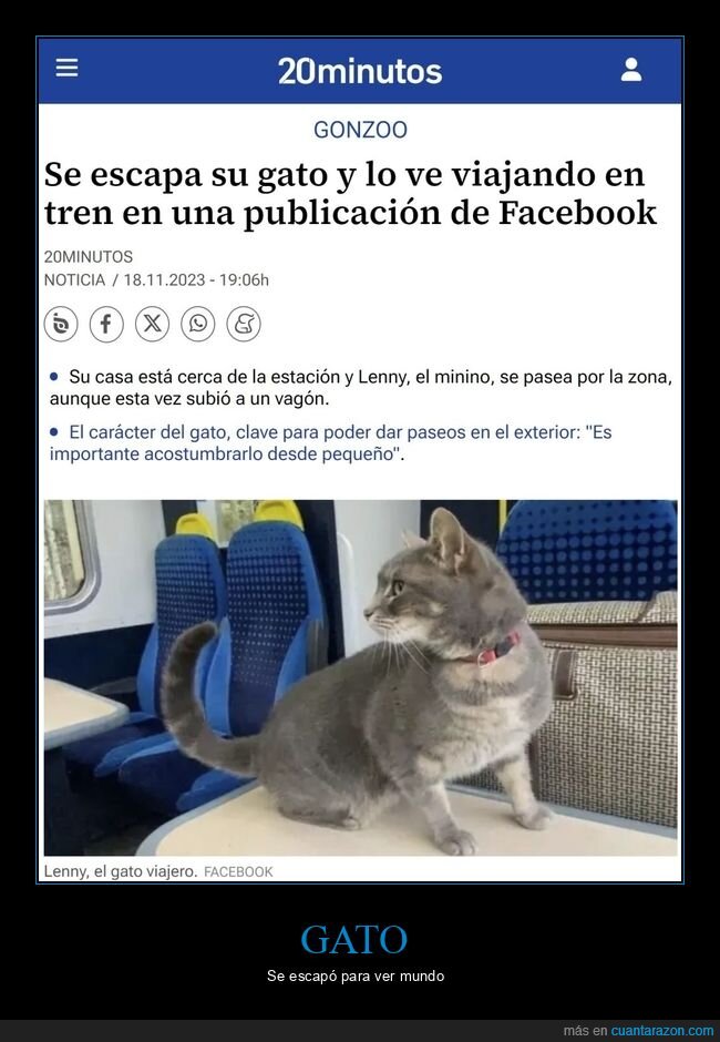 gato,escaparse,viajar,tren