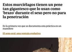 Enlace a Murciélagos superdotados