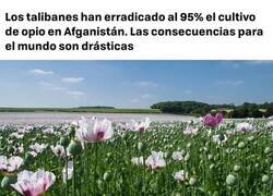 Enlace a Consecuencias imprevisibles