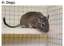 Enlace a Animales exóticos que puedes adoptar en distintas partes del mundo