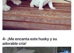 Enlace a Perros y sus adorables mini-yos que te alegrarán el día