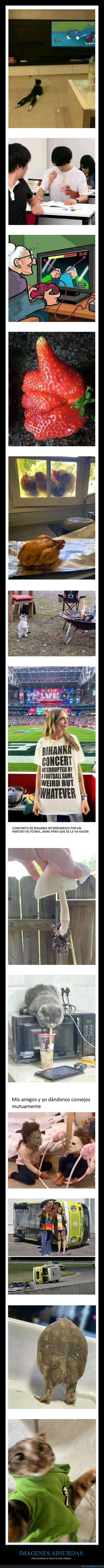 imágenes absurdas,vida cotidiana