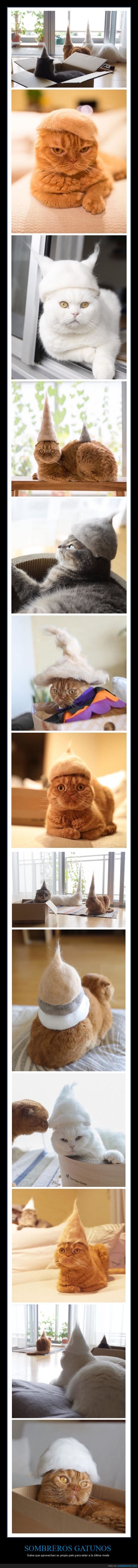 gatos,pelo,sombreros