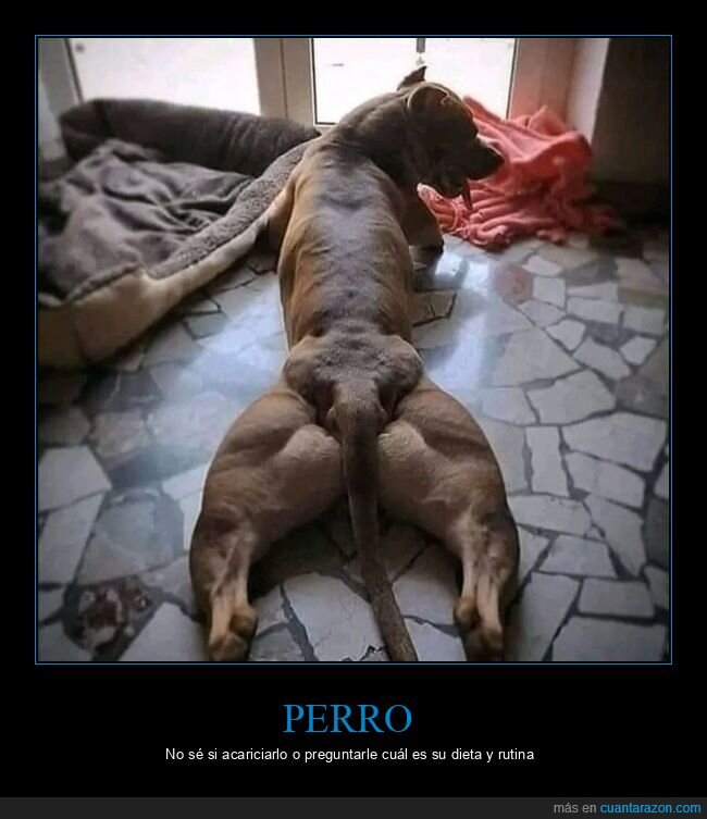 musculoso,perros,wtf