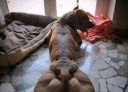 Enlace a Perro fitness