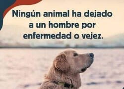 Enlace a Ellos nunca te abandonan