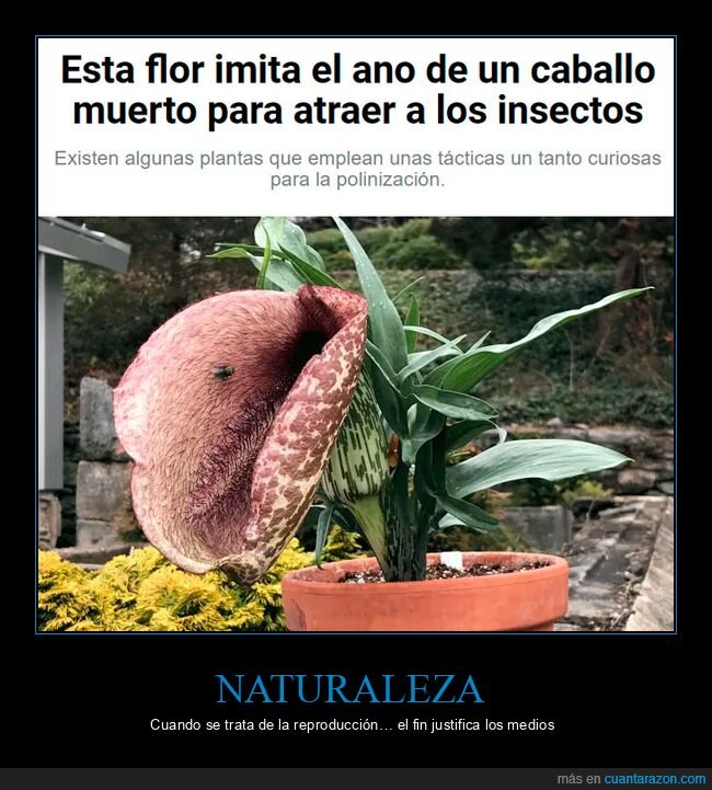 flor,imitar,caballo,insectos