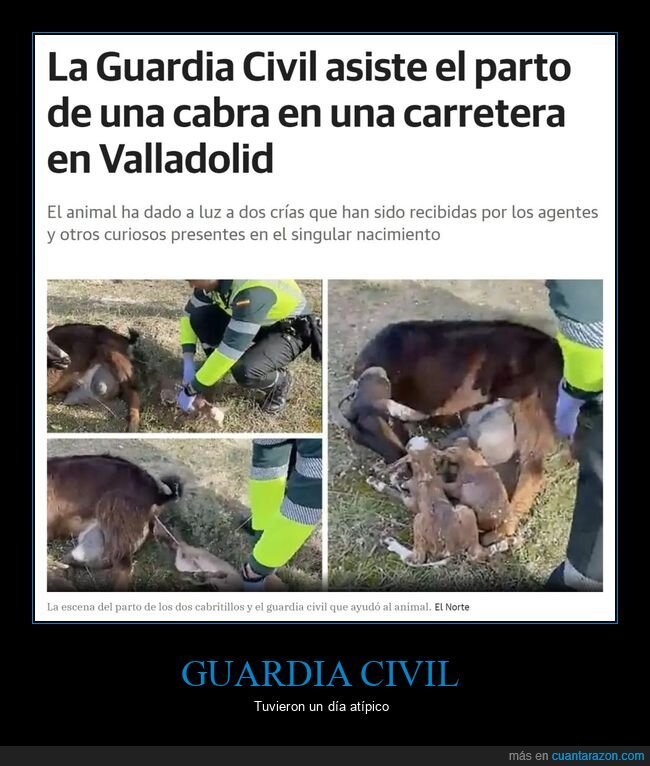 guardia civil,parto,cabra