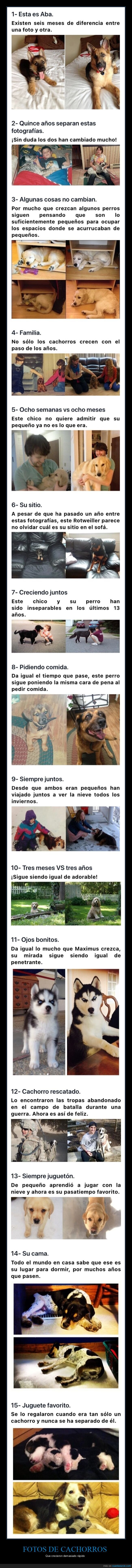 cachorros,crecer,perros