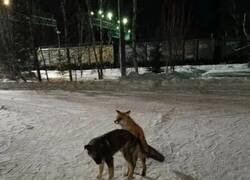Enlace a Surgió el amor