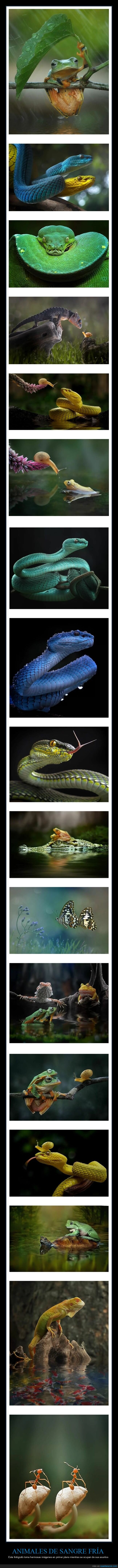 animales,sangre fría,primer,plano,fotografía