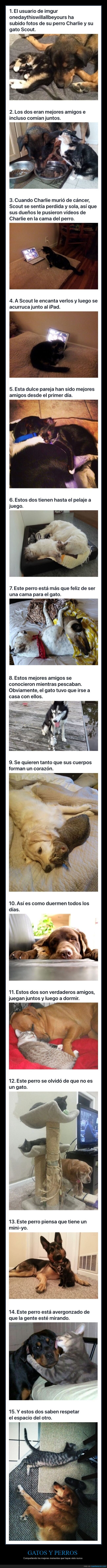 gatos,perros,amigos