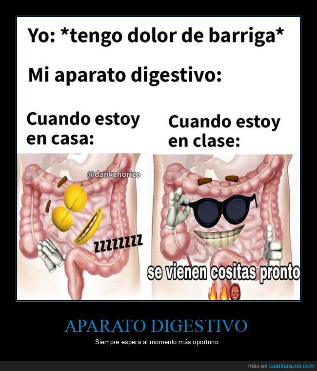 dolor de barriga,aparato digestivo,casa,clase