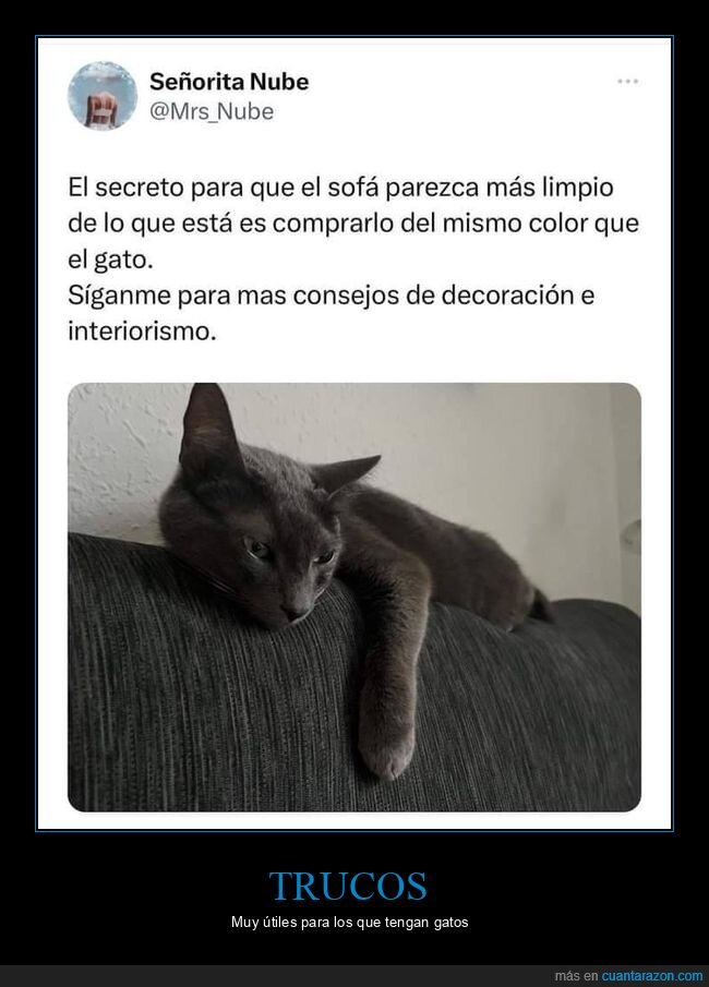 sofá,gato,limpio,color