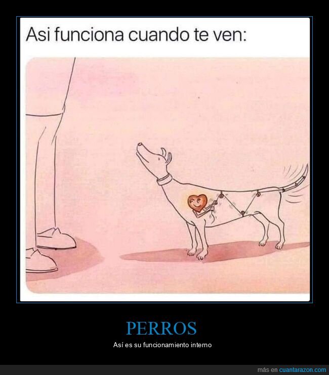 perro,funcionamiento,cola