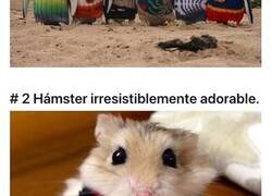 Enlace a Diminutos animales que ya están preparados para el invierno