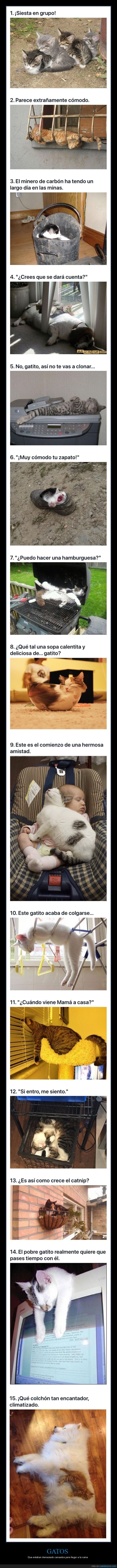 gatos,durmiendo