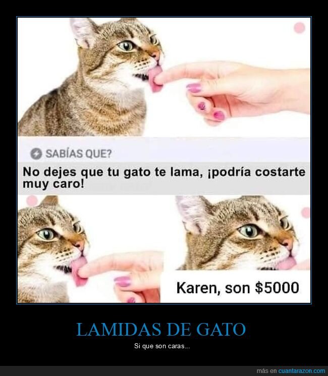 caro,gatos,lamer