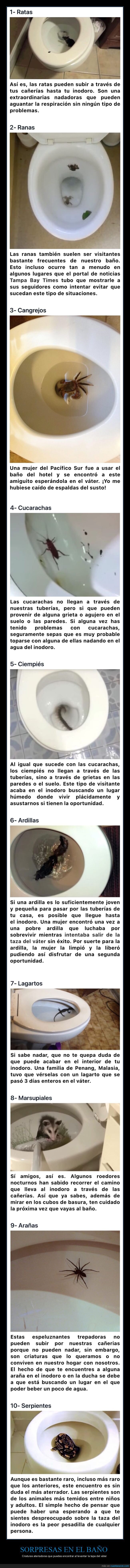 aseo,váter,animales