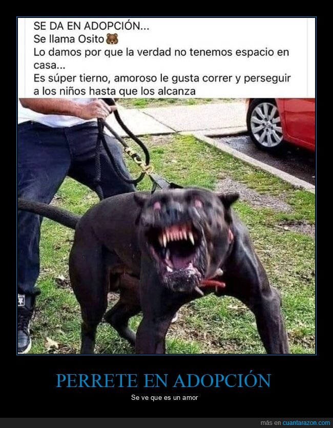 adopción,perros,wtf