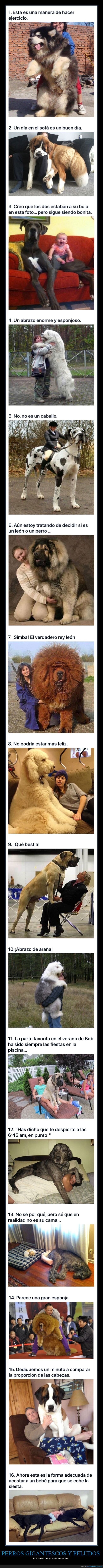perros,gigantes,peludos